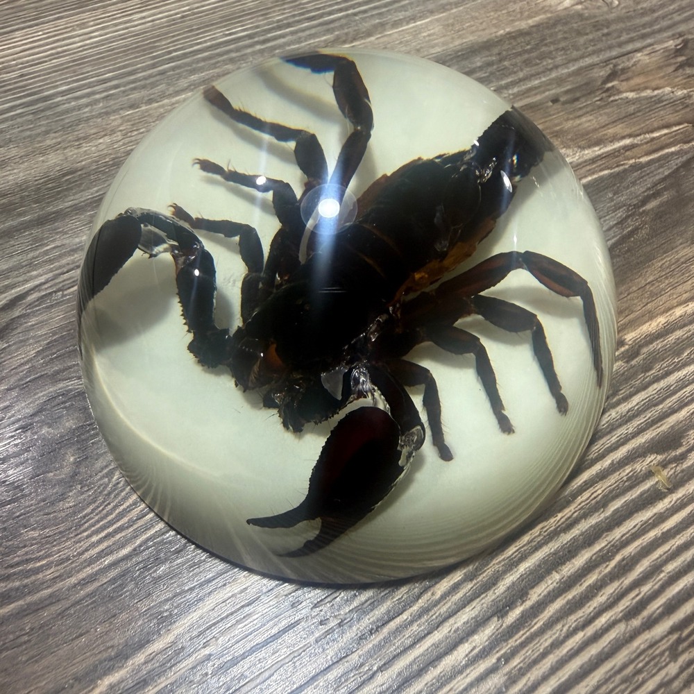 Real Scorpion Resin Paperweight Taxidermy Specimen Entomology Decor 3.25 Inch